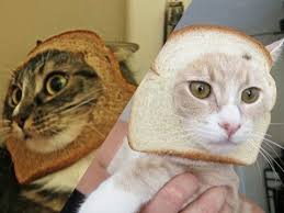 Cat with bread on head meme: Bread The Cats Youtube