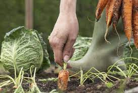 Organic Vegetable Gardening For