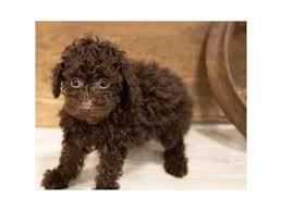 miniature poodle dog female brown