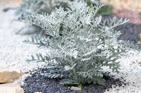 how to plant and grow dusty miller
