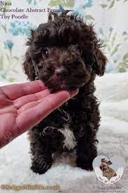 chocolate brown toy poodle puppy