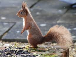 common types of squirrels in the uk