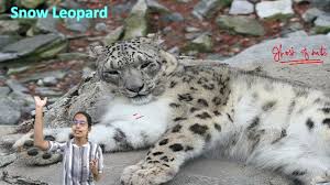 clouded leopard or snow leopard know