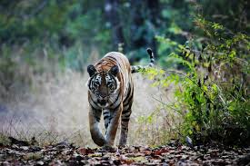 Thailand 'has highest number of wild tigers in Southeast Asia'