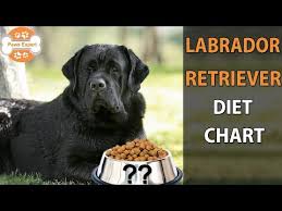 Labrador Retriever Diet Chart In Telugu Youtube