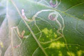 ハモグリバエ対策｜植物に幼虫が発生したときの対策・防除法を紹介します | となりのカインズさん