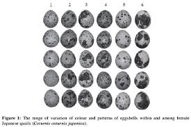 Quantification Of Japanese Quail Eggshell Colour By Image