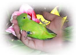 The Parrotlet Is The Worlds Smallest Parrot It Has The
