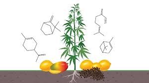 The Difference Between Cannabinoids And Terpenes Articles