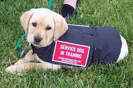 Image result for service dog puppies