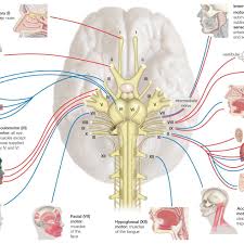 Names Functions And Locations Of Cranial Nerves
