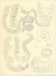 File:Bibliotheca botanica (1886-) (20360128612).jpg - Wikimedia Commons