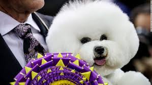 Out of thousands of dogs from over 200 breeds only one will be crowned best in show on before the coveted purple ribbon is awarded, there are plenty of other pooch winners. Westminster Dog Show Fast Facts Cnn