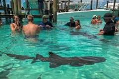 Image result for How much does it cost to swim with sharks in the Bahamas