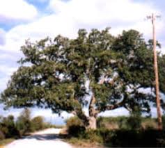live oak county charter oak