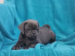 Since puppy mills often sell pugs to the local pet stores in houston, you may want to be careful. Pug Puppy Dog For Sale In Houston Texas