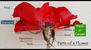 parts of a flower functions of the
