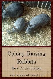 Incorporate fermented foods, and go with a probiotic supplement for at least a few weeks before and after starting meat again. Colony Raising Rabbits How To Get Started Farming My Backyard