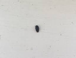 black carpet beetle pest control canada