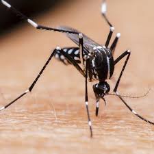 get rid of mosquitoes in your home and yard