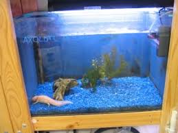 Exotic fish shop is owned and operated by a true aquarium hobbyist. 5 Ways To Get A Free Pet Fish And Free Aquarium Supplies Stickpets