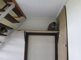 cat climbing wall