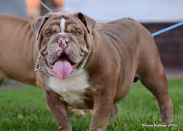 He has a very nice compact build. Colors And Pricing How Much Does An English Bulldog Cost