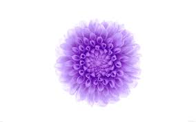 purple flower-Apple iOS8 iPhone6 Plus ...