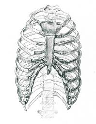 Rib cage anatomy the rib cage, shaped in a mild cone shape and more flexible than most bone sets, is made up of varying elements such as the thoracic vertebra, 12 equally paired ribs, costal cartilage, and held together anteriorly by the sternum. Front View Of Rib Cage Dream Of The Scribble Fiend
