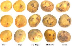 Pi 009 Seed Potato Tuber Inspection Plants Canadian