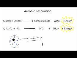 Aerobic And Anaerobic Respiration Part