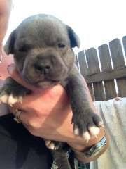 Find 244 staffordshire bull terriers for sale on freeads pets uk. Puppies For Sale Dogs In Australia Staffordshire Bull Terrier Puppies Puppies Dog Breeds