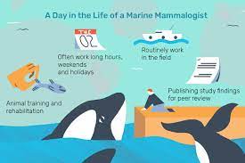 marine mammalogist job description