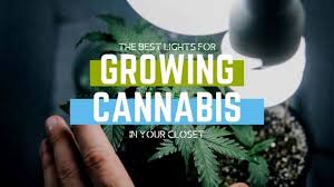Maybe you would like to learn more about one of these? The Best Lights For Growing Weed In A Closet Thc Overdose