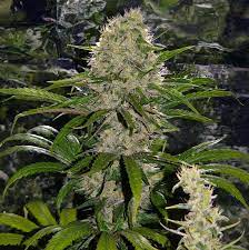 This number has been placed at 30%, before women are able to make a substantial difference in politics. Fast Critical Mass Dutchbulk Seeds Bank