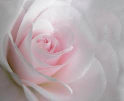free light pink rose flower
