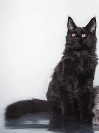 black maine cats photos