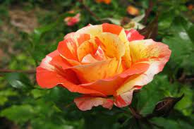 Rosa jaspeada en tonos naranjas (9572)