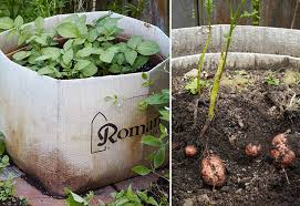 There are many ways used for planting potatoes: How To Plant Potatoes Garden Gate