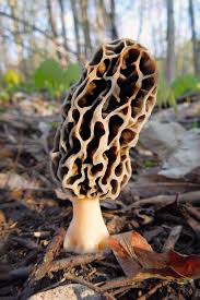 Foraging Morels Other Springtime Wild Mushrooms Foodal