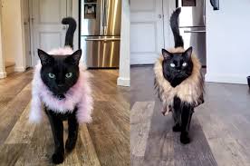 Black cat modeling photography on … перевести эту страницу. This Instagram Famous Black Cat Is The Fashion Icon Of 2020