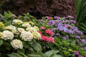 your guide to hydrangea types the