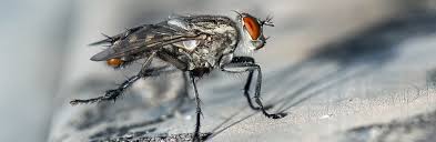 How To Get Rid Of Cer Flies Wil