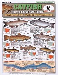 Amazon Com Freshwater Fish Chart Catfish 13 By Tightlines