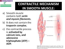A smooth muscle is quite important to the human body. Lec 6 Smooth Muscles Cells