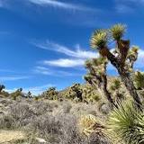 Joshua Tree National Park - All You Need to Know BEFORE You ...