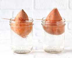 sweet potato slips how to grow sweet