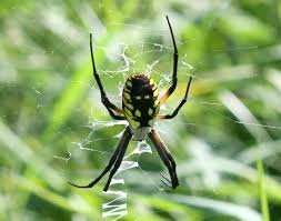 nature notes common garden spiders