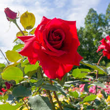 the right way to prune roses