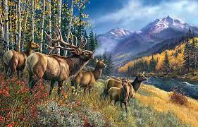 hd elk wallpapers peakpx